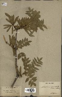 spécimen de Fraxinus xanthoxyloides