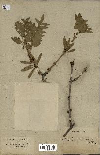 spécimen de Fraxinus xanthoxyloides