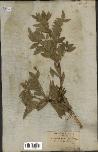 spécimen de Fraxinus xanthoxyloides