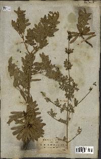spécimen de Fraxinus xanthoxyloides