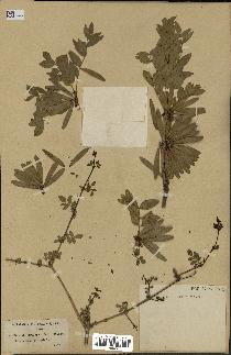 spécimen de Fraxinus xanthoxyloides