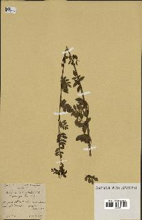 spécimen de Fraxinus xanthoxyloides