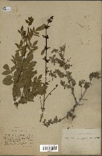 spécimen de Fraxinus xanthoxyloides