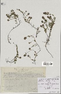 spécimen de Thymus serpyllum
