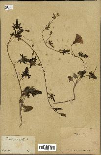 spécimen de Convolvulus hirsutus