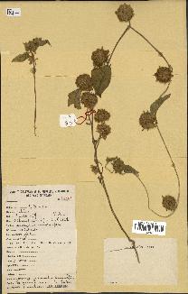 spécimen de Jacquemontia tamnifolia