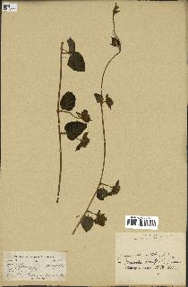 spécimen de Jacquemontia tamnifolia