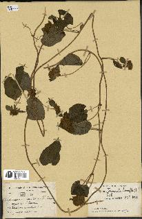 spécimen de Jacquemontia tamnifolia