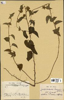 spécimen de Jacquemontia tamnifolia