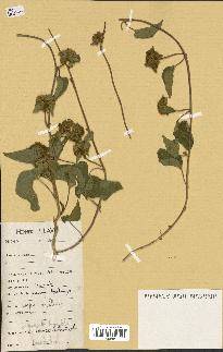 spécimen de Jacquemontia tamnifolia