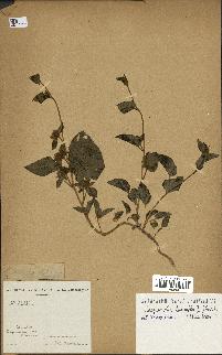 spécimen de Jacquemontia tamnifolia