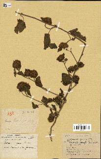 spécimen de Jacquemontia tamnifolia
