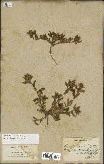 spécimen de Convolvulus humilis