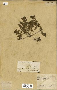 spécimen de Convolvulus humilis