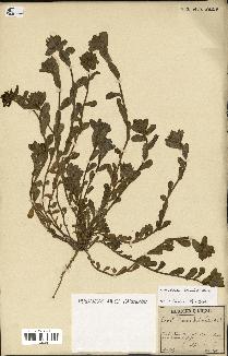 spécimen de Convolvulus humilis