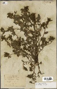 spécimen de Convolvulus humilis