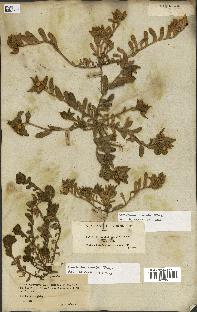 spécimen de Convolvulus humilis