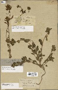 spécimen de Convolvulus humilis
