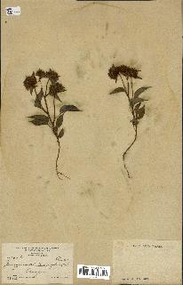 spécimen de Jacquemontia tamnifolia