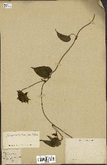 spécimen de Jacquemontia tamnifolia