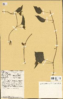 spécimen de Jacquemontia tamnifolia