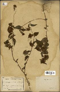 spécimen de Jacquemontia tamnifolia