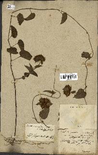 spécimen de Jacquemontia tamnifolia