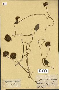 spécimen de Jacquemontia tamnifolia