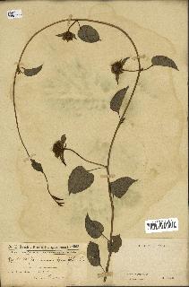 spécimen de Jacquemontia tamnifolia