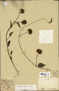 spécimen de Jacquemontia tamnifolia