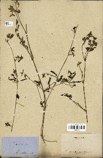 spécimen de Ipomoea sp.