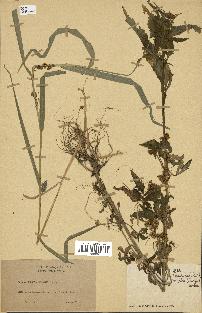 spécimen de Cuscuta australis