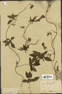spécimen de Ipomoea pes-tigridis