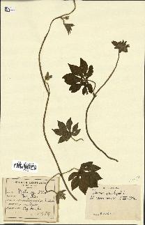 spécimen de Ipomoea pes-tigridis