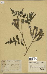 spécimen de Phacelia tanacetifolia