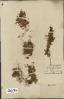 spécimen de Cuscuta epithymum