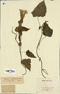 spécimen de Calystegia silvatica