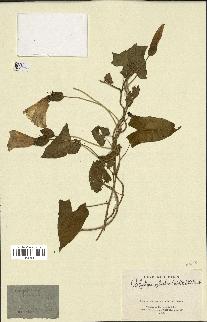 spécimen de Calystegia silvatica