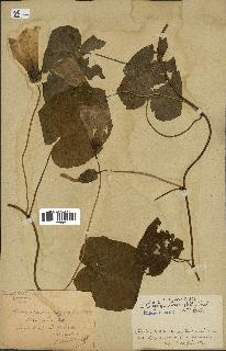 spécimen de Calystegia silvatica