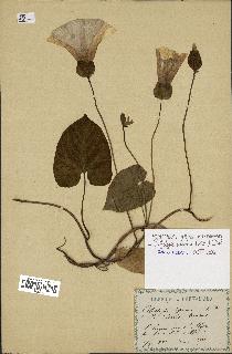 spécimen de Calystegia silvatica