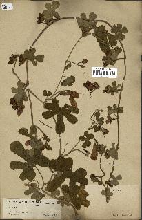 spécimen de Ipomoea sp.