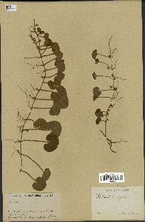 spécimen de Dichondra repens