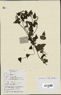 spécimen de Merremia hederacea