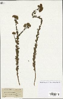 spécimen de Tanacetum annuum