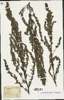 spécimen de Artemisia sp.