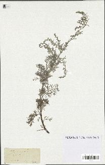 spécimen de Artemisia maritima