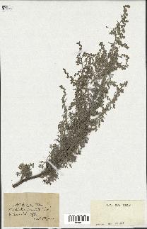 spécimen de Artemisia maritima