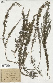 spécimen de Artemisia gallica