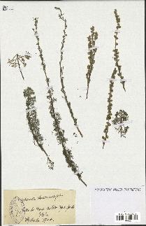 spécimen de Artemisia chamaemelifolia