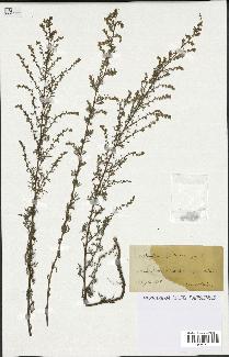 spécimen de Artemisia glutinosa